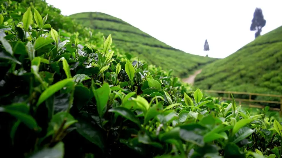 Darjeeling is one of the best places to visit in India in January