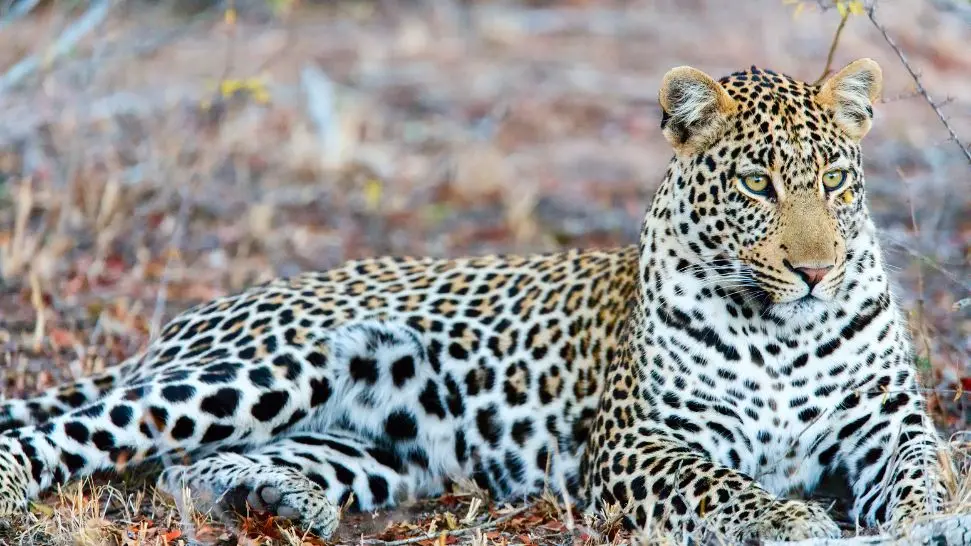Jhalana Leopard Conservation Reserve Temple is one the best places to visit in Jaipur