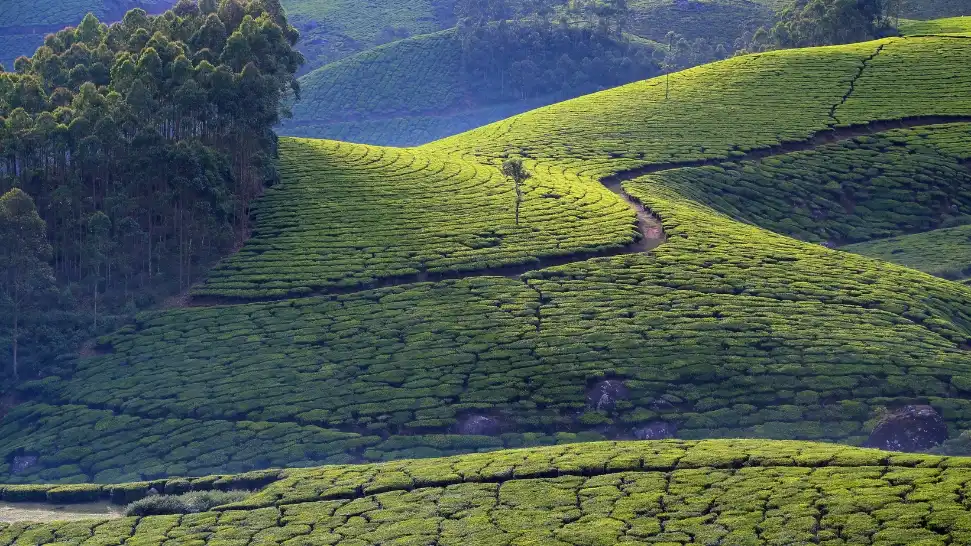 Munnar is one of the best places to visit in Kerala