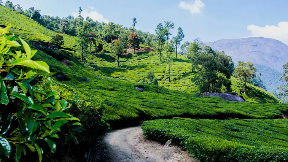 Munnar Is One of the Best Places to Visit in Kerala During Summer