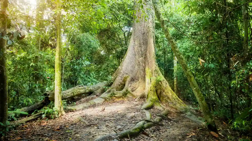 Borneo Rainforest is One of The Best Places to Visit in Malaysia