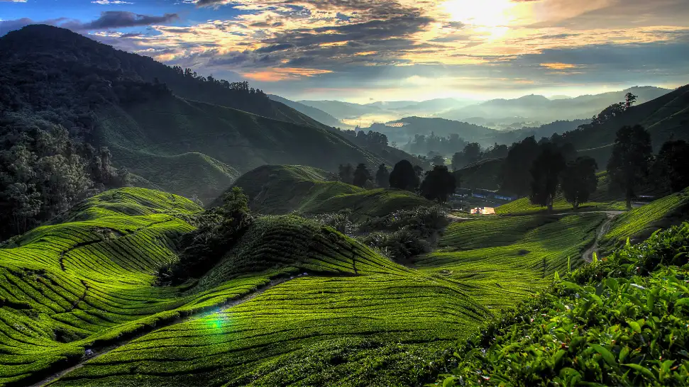 Cameron Highlands is One of The Best Places to Visit in Malaysia