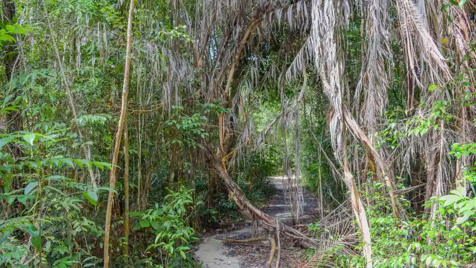 Penang National Park is One of The Best Places to Visit in Malaysia