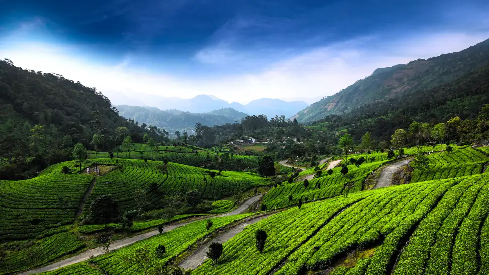 Munnar Is one of the best places to visit in may in south india