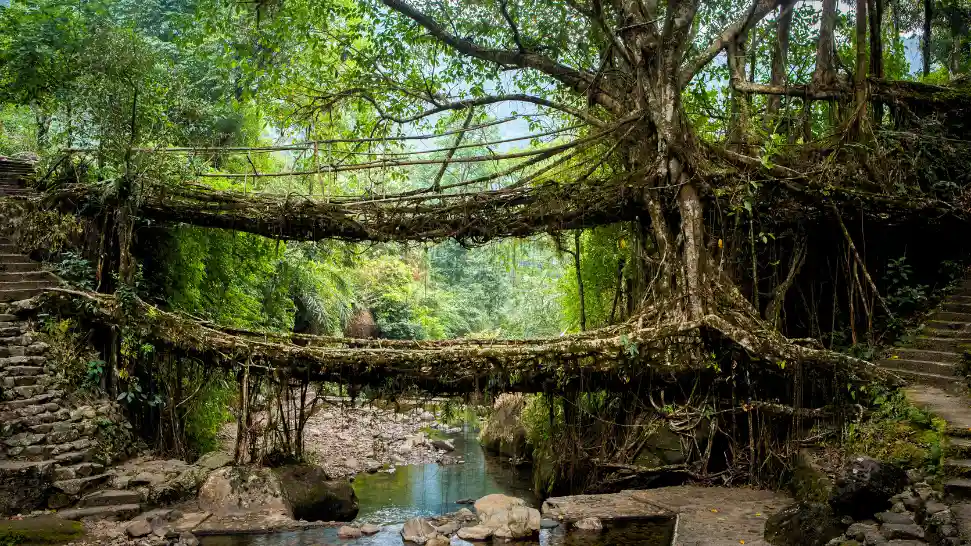 Living Root Bridges is One of The Best Places to Visit in Meghalaya