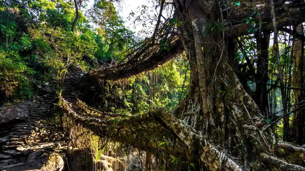 Mawphlang Sacred Forest is One of The Best Places to Visit in Meghalaya