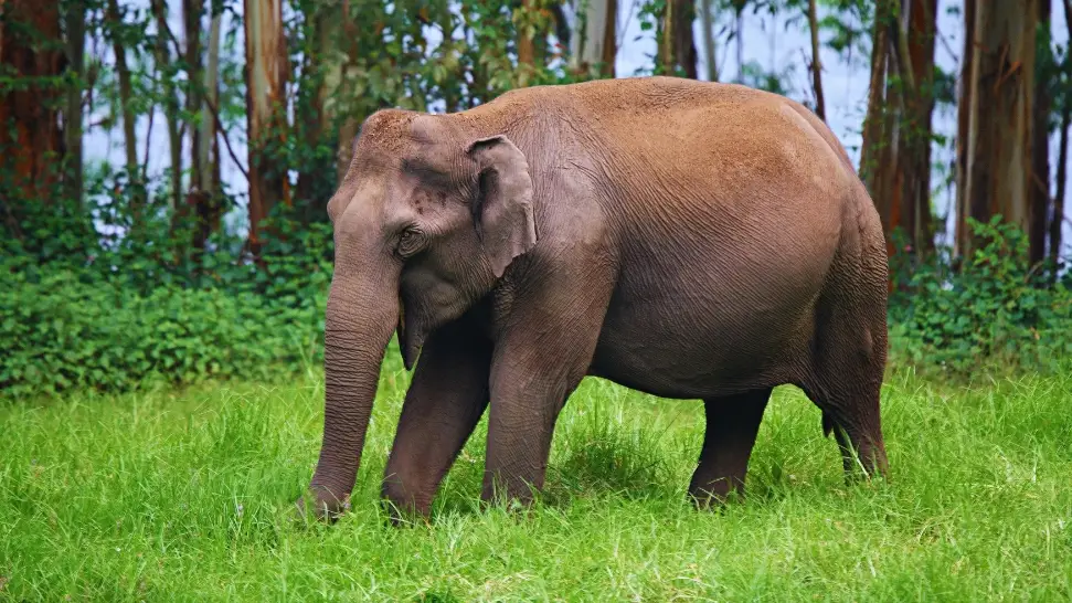 Carmelagiri Elephant Park is One of The Best Places to Visit in Munnar
