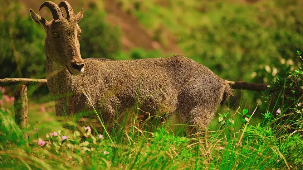 Chinnar Wildlife Sanctuary is One of The Best Places to Visit in Munnar