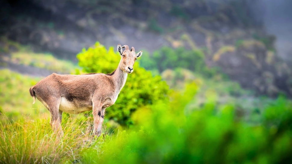 Eravikulam National Park is One of The Best Places to Visit in Munnar