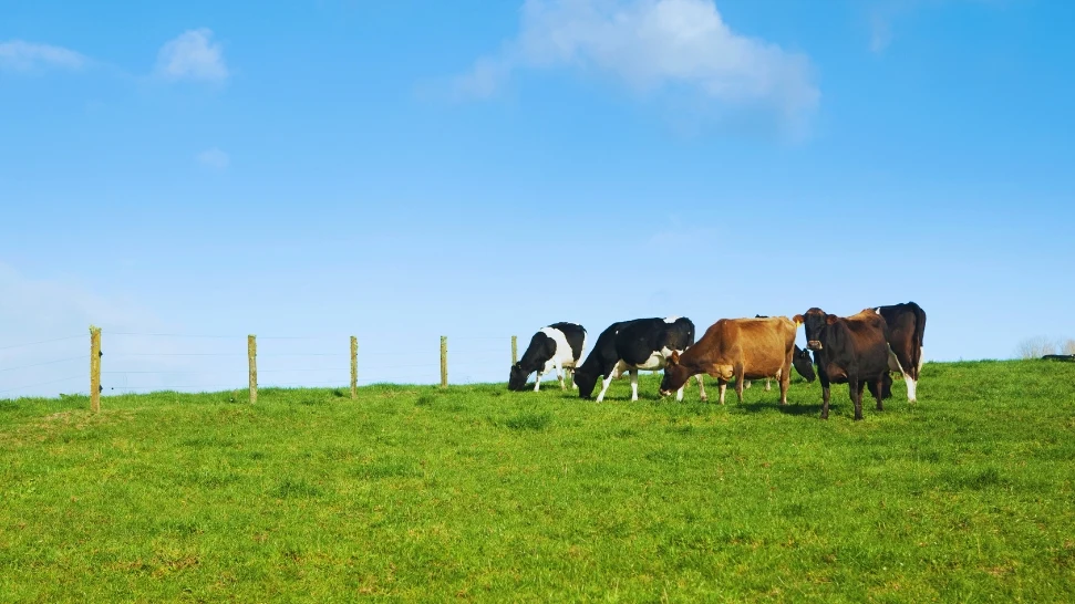 Indo-Swiss Dairy Farm is One of The Best Places to Visit in Munnar