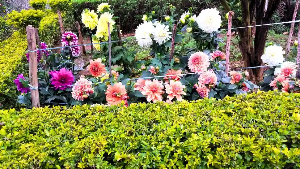 Rose Garden is One of The Best Places to Visit in Munnar