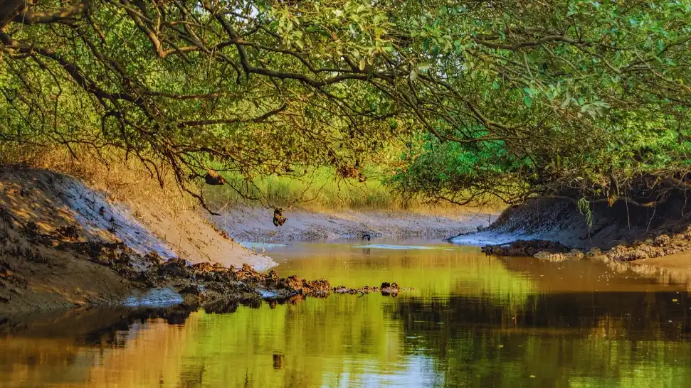 Salim Ali Bird Sanctuary is One of The Best Places to Visit in Munnar