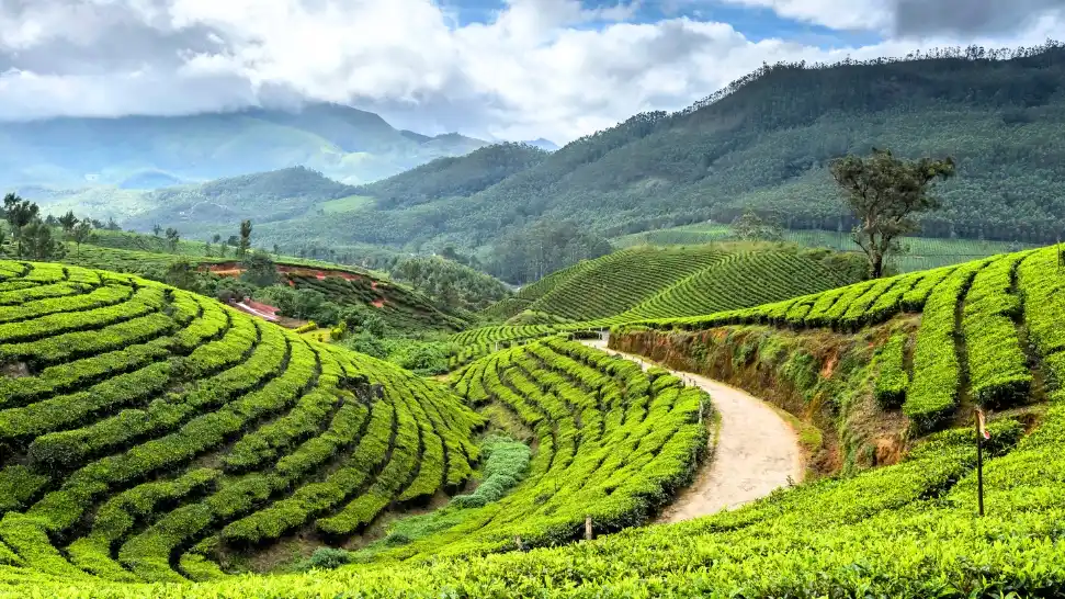 Tata Tea Museum is One of The Best Places to Visit in Munnar