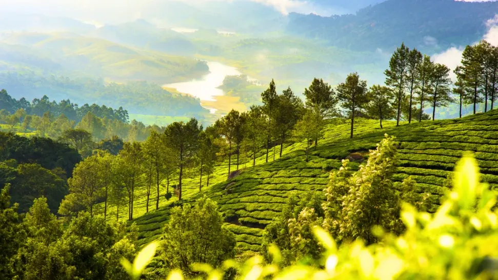 One of The Best Places to Visit in Munnar