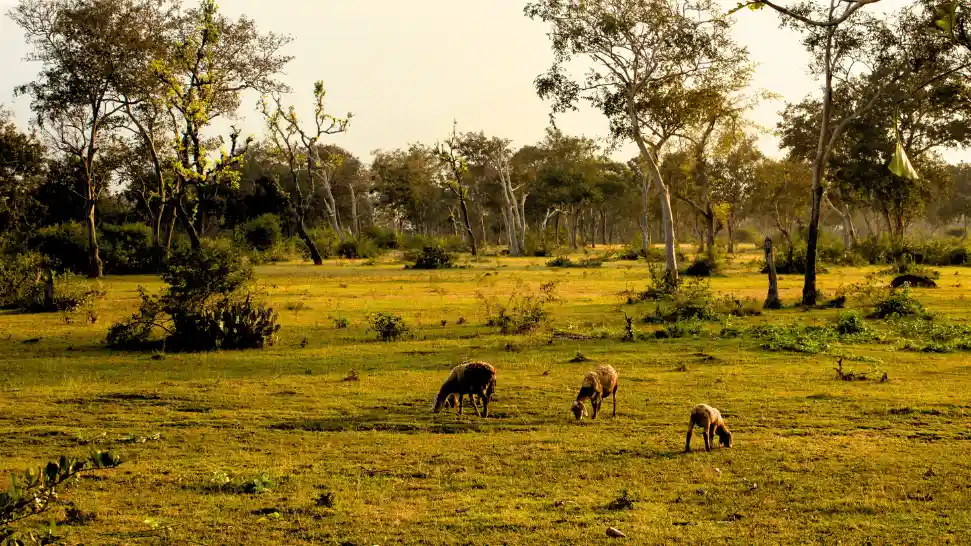 Masinagudi is One of The Best Places to Visit in Mysore