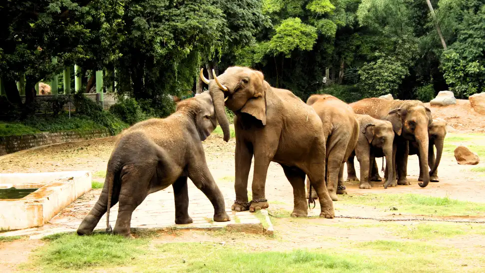 Mysuru Zoo is One of The Best Places to Visit in Mysore