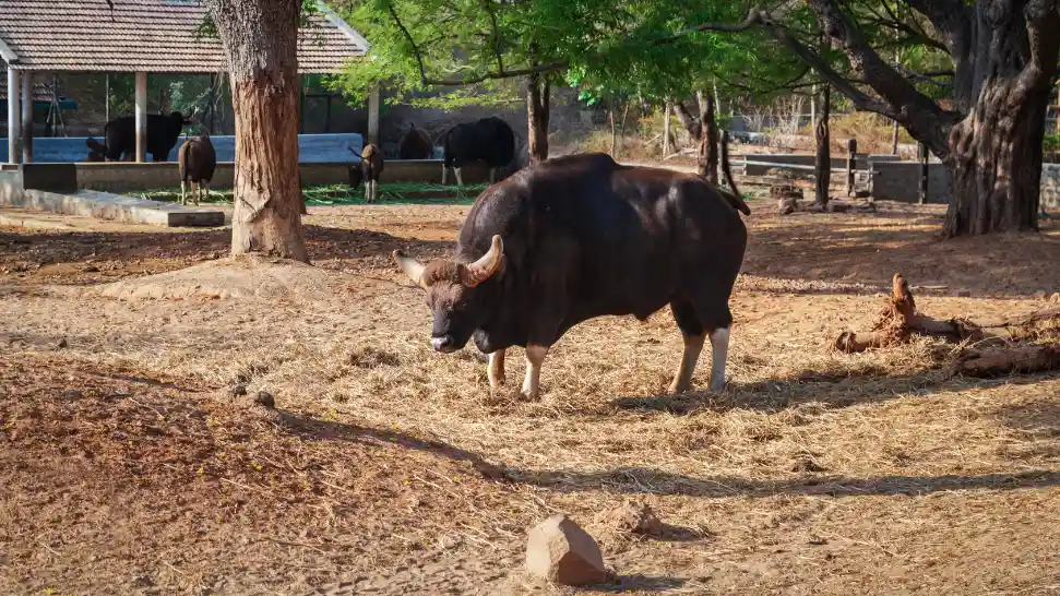 Nature, Parks & Wildlife is One of The Best Places to Visit in Mysore