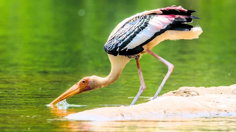 Ranganathittu Bird Sanctuary is One of The Best Places to Visit in Mysore