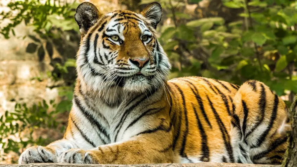 Dampa Tiger Reserve is One of The Best Places to Visit in North East India