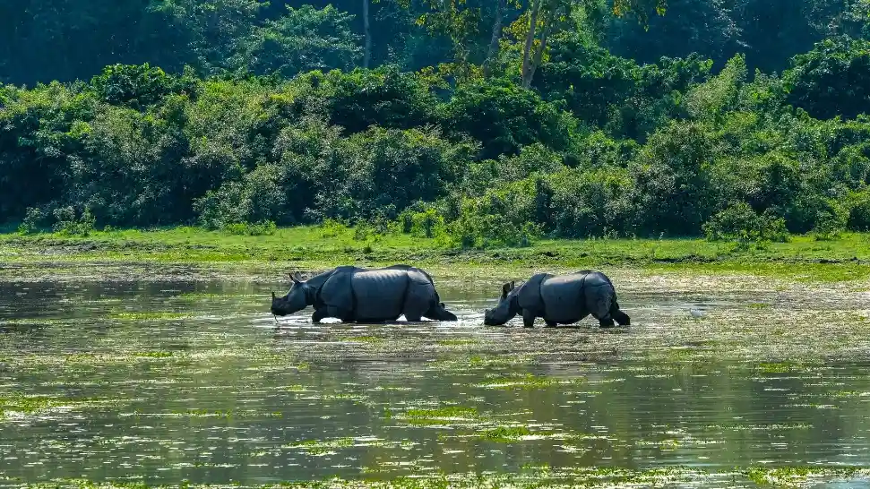 Kaziranga National Park is One of The Best Places to Visit in North East India