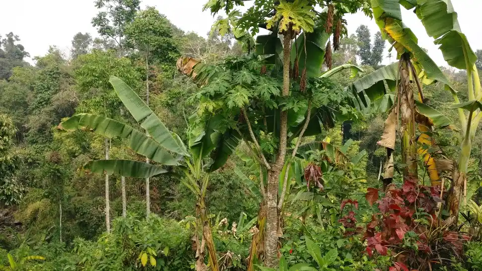 Mawlynnong Village is One of The Best Places to Visit in North East India