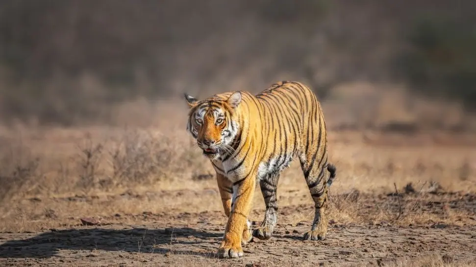 Ranthambore is one of the best places to visit in North India