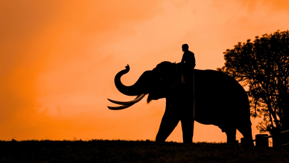 Mudumalai Wildlife Sanctuary is One of The Best Places to Visit in Ooty