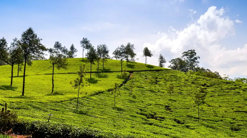 Tea Garden is One of The Best Places to Visit in Ooty