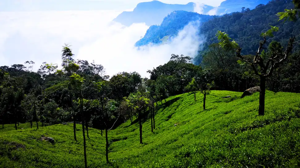 Misty tea gardens and rolling green hills in Coonoor near Ooty during the monsoon season.