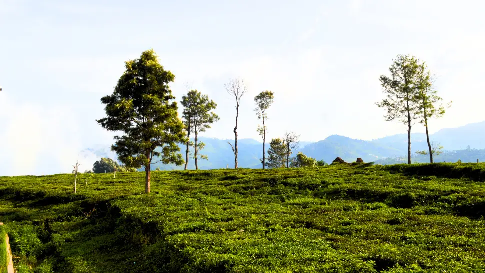 Kotagiri hill station showcasing tea plantations, trekking trails, and panoramic valley views. 