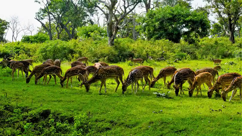 Wildlife safari in Mudumalai National Park featuring elephants and forest landscapes near Ooty.