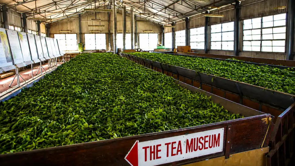 Exploring the Tea Museum in Ooty and learning about tea processing and local tea history.