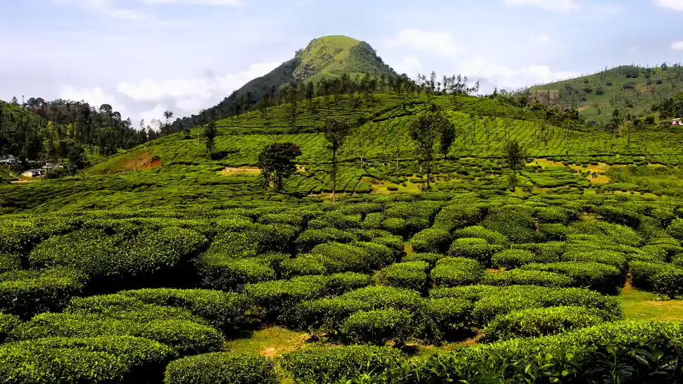 Rain-kissed tea plantations at Tea Park in Ooty with vibrant green landscapes and mountain scenery.