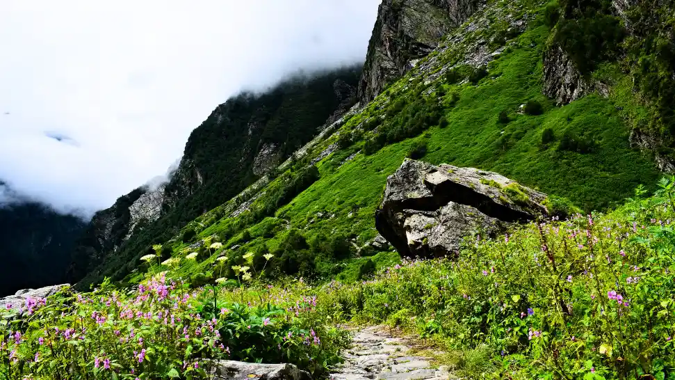 Valley Of Flowers