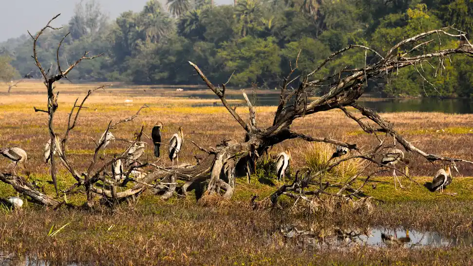 Bharatpur is One of the Best Places to Visit in Rajasthan in Winter