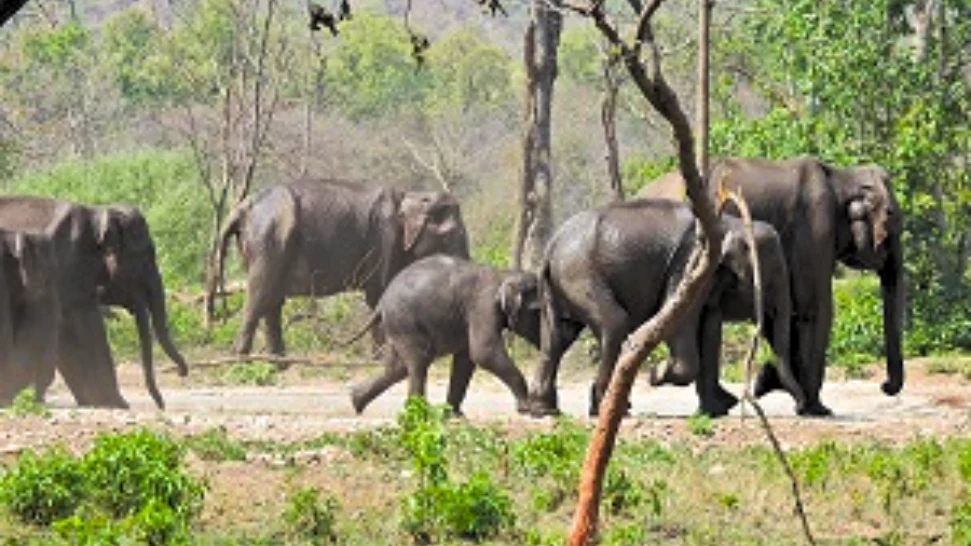 Rajaji National Park is One of The Best Places to Visti in Rishikesh
