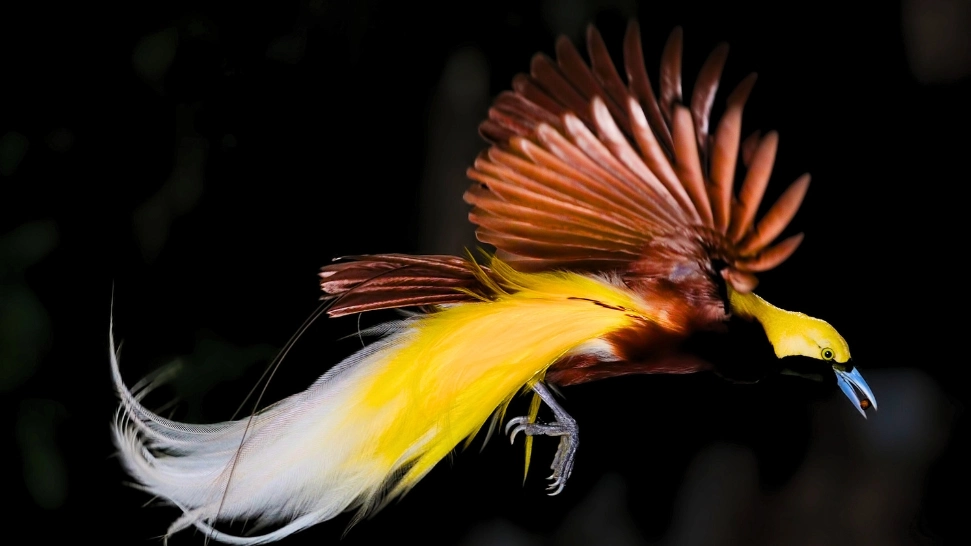 Bird Paradise is One of The Best Places to Visit in Singapore