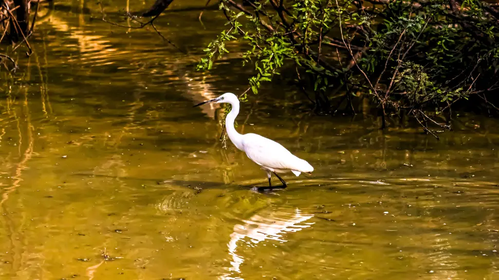 Gudavi Bird Sanctuary is One of The Best Places to Visit in Sirsi