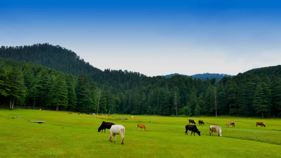 Mcleodganj is One of The Best Places to Visit in Summer in India with Family