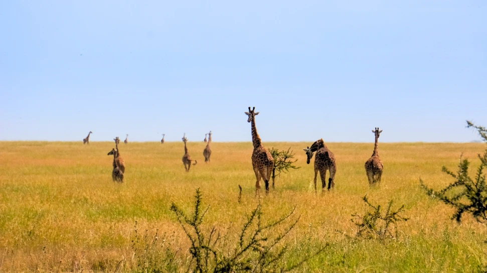 Sariska is one of the best Weekend Getaways From Delhi