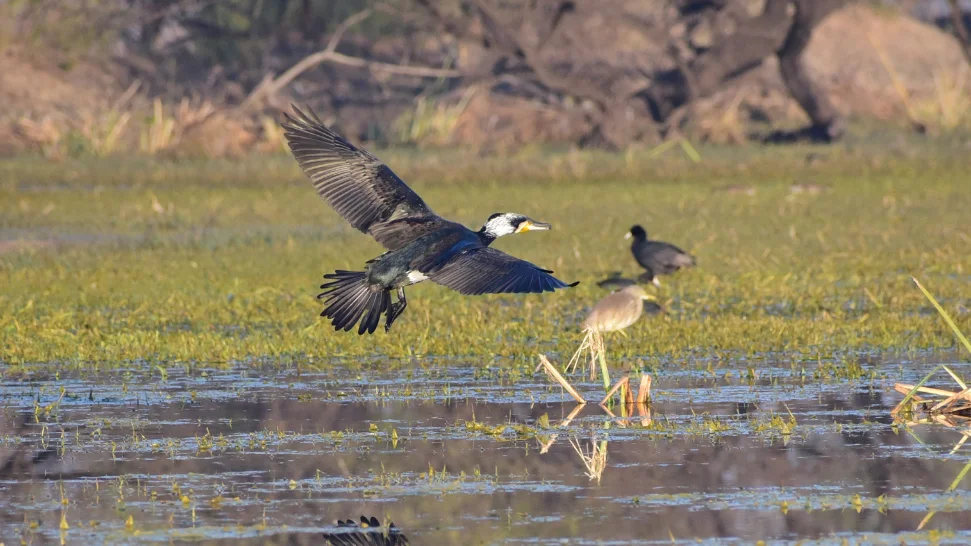 Bharatpur Bird Sanctuary Is One of The Best Places to Visit in Near Delhi in March