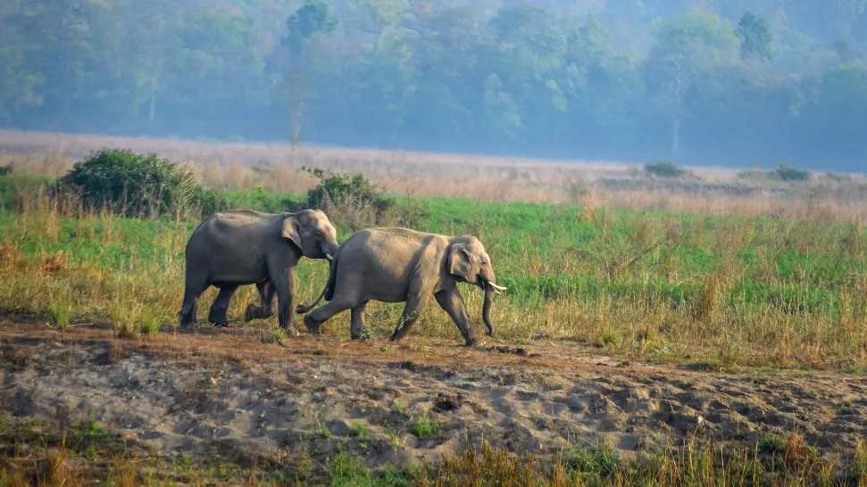 Jim Corbett National Park Is One of The Best Places to Visit in Near Delhi in March