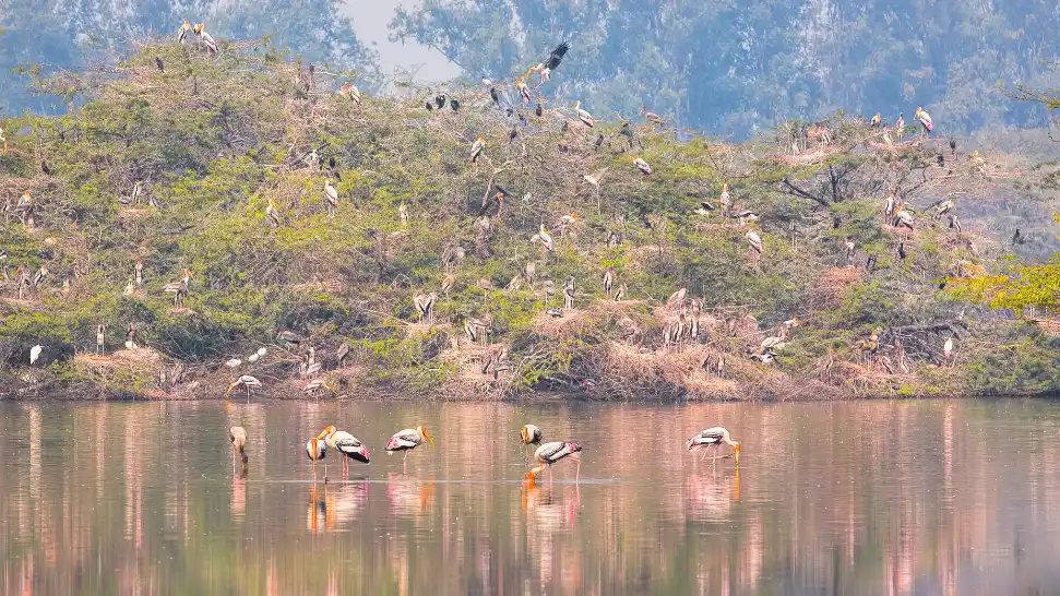 Sultanpur Bird Sanctuary Is One of The Best Places to Visit in Near Delhi in March
