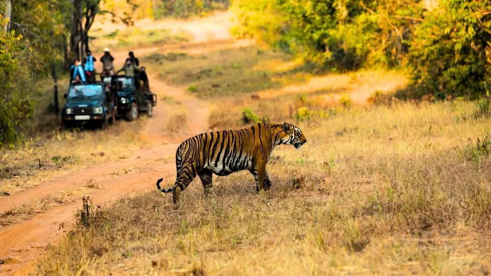 Tadoba Andhari Tiger Reserve is One of The Best Places to Visit Near for Weekend Hyderabad