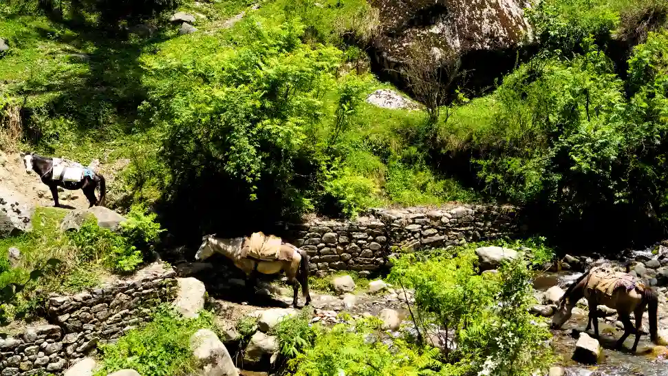 Fairy Forest and peaceful landscapes in Pulga Village near Kasol