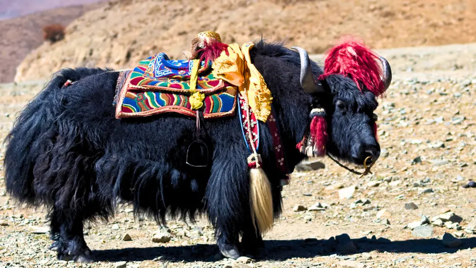 Yak Safari in the Villages is one of The Best Places to visit in Spiti Valley