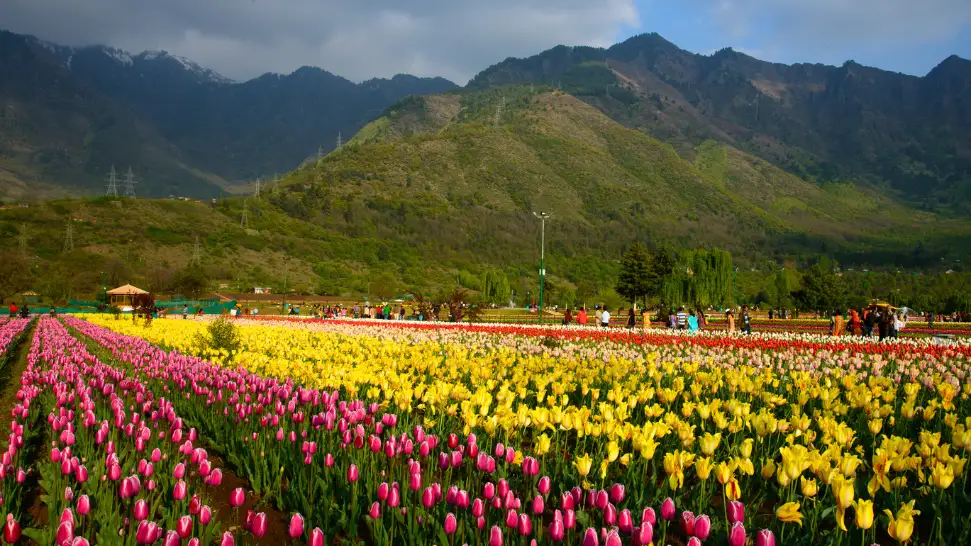 Tulip garden is one of the best places to visit in Srinagar