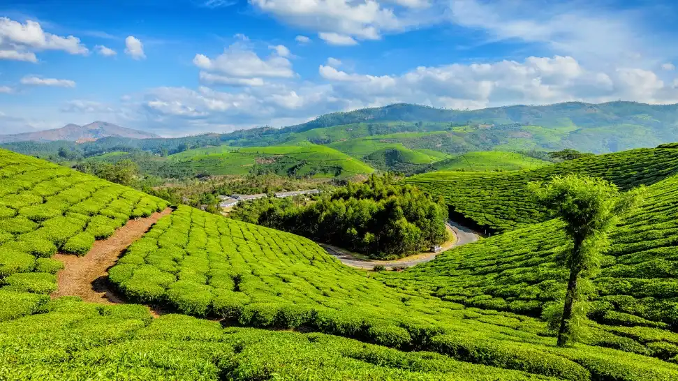 Munnar Is One of the Best Summer Holiday Destinations in India