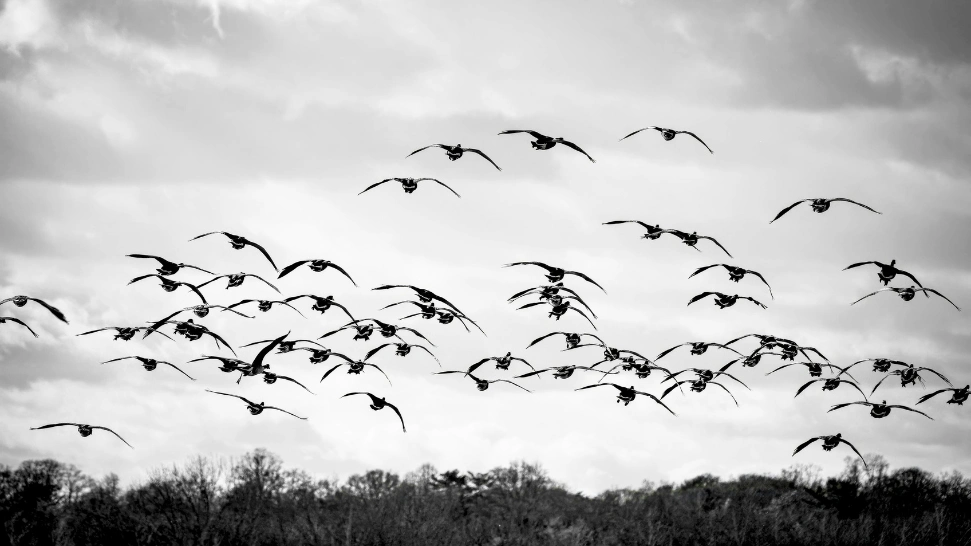 Bird Watching Is One of the Best Things to Do Auli