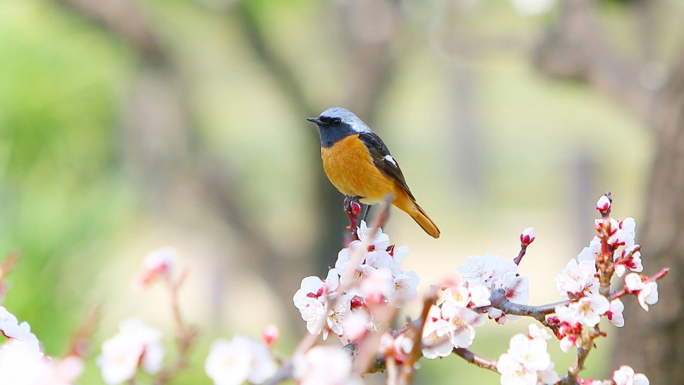 Bird Watching- things to do in Coorg